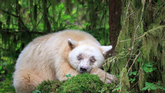 沉睡的“灵熊”