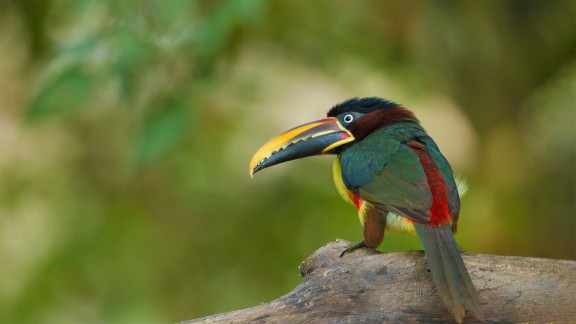 巴西潘塔纳尔保护区里的栗耳簇舌巨嘴鸟
