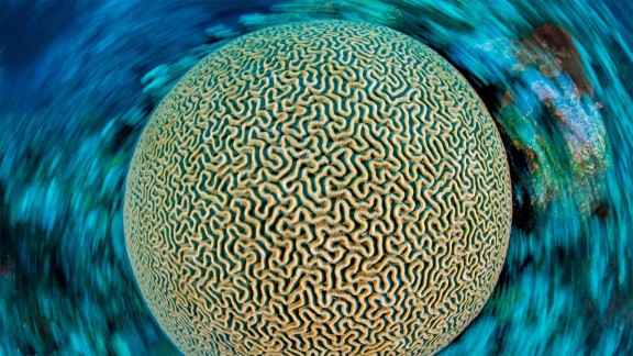 片脑纹珊瑚
