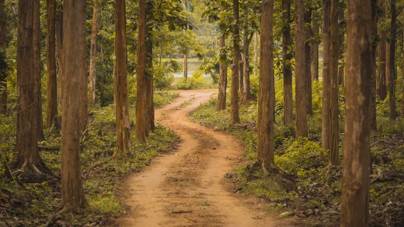 一条安静的林间小路