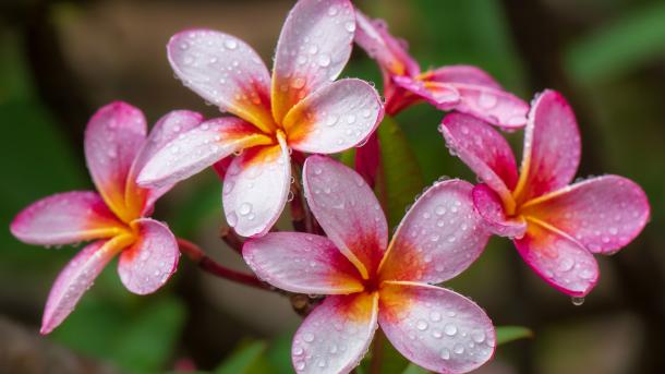 芬芳的传统