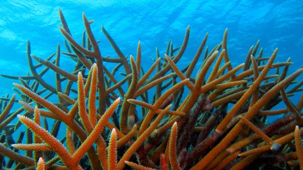 Staghorn coral off the island of Bonaire, Caribbean Netherlands (© blue-sea.cz/Shutterstock)