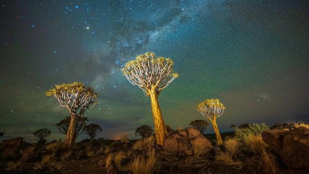 Quiver trees at night with the Milky Way, Keetmanshoop, Namibia (© Wim van den Heever/naturepl.com)