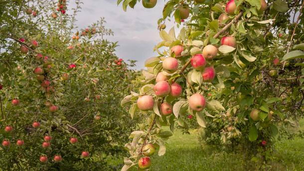 Apples ready for harvest, Minnesota, United States (© Tammi Mild/Getty Images)