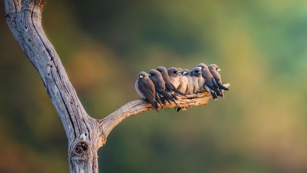 Family of ashy woodswallows perched on a branch (© Captain Skyhigh/Getty Images)