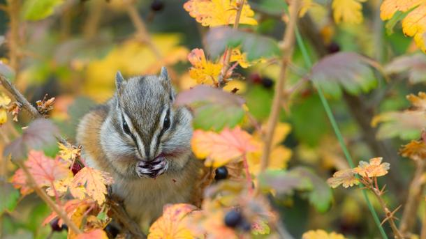 Least chipmunk, Kootenai National Forest, Montana, United States (© Donald M. Jones/Minden Pictures)