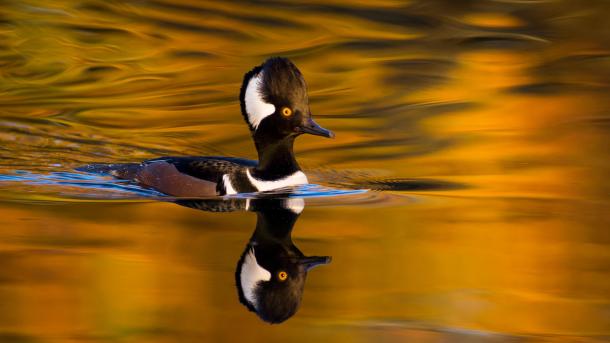 Male hooded merganser, Oregon, United States (© Eric Vogt/TANDEM Stills + Motion)