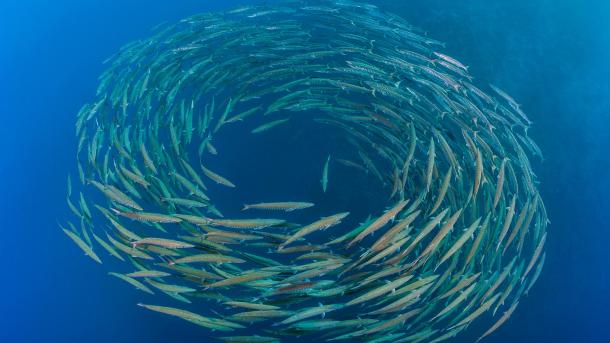 School of blackfin barracuda, Shark Reef, Ras Mohammed National Park, Sinai Peninsula, Egypt (© Alex Mustard/Nature Picture Library)