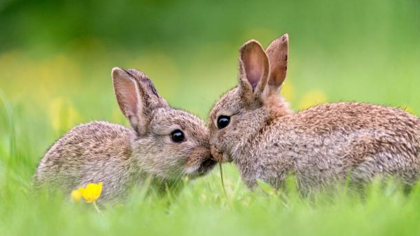 Wild baby rabbits in spring (© Fiona McAllister Photography/Getty Images)