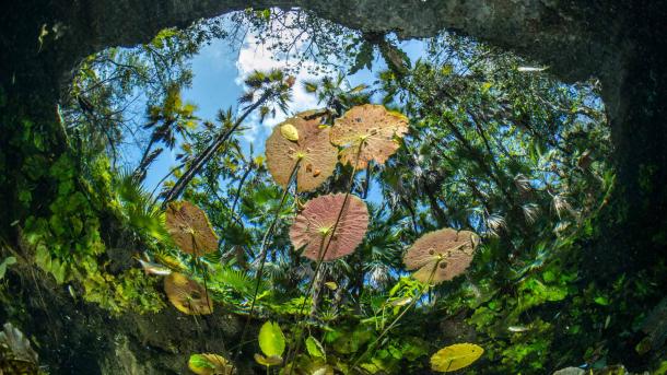 Water lilies at the surface of Cenote Nicte-Ha, Tulum, Mexico (© Franco Banfi/NPL/Minden)
