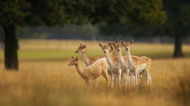 European fallow deer, England (© Enrique Aguirre Aves/Getty Images)