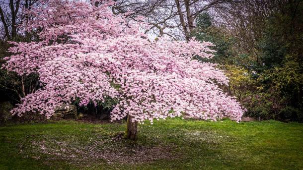 Cherry blossoms in Queen Elizabeth Park, Vancouver, Canada (© Kim Rogerson/Getty Images)