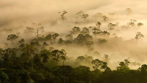 Mist over lowland rainforest, Danum Valley, Sabah, Borneo, Malaysia (© Nick Garbutt/Alamy)