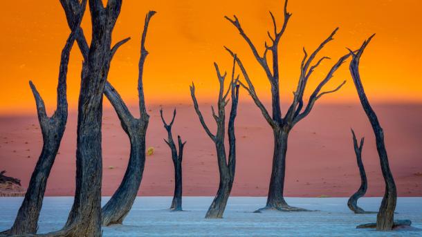 Camel thorn trees, Deadvlei, Namib-Naukluft Park, Namibia (© Inge Johnsson/Alamy Stock Photo)