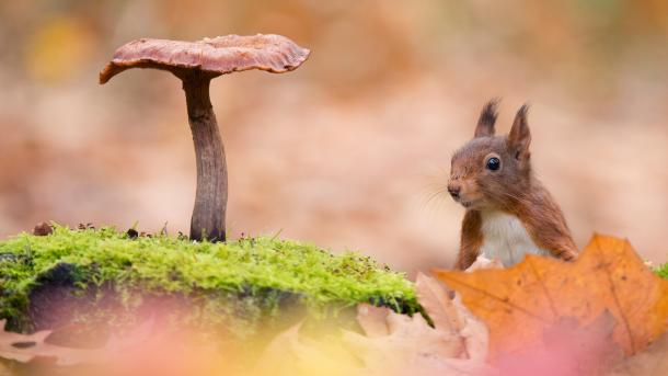 Eurasian red squirrel with toadstool (© Edwin Giesbers/Minden Pictures)