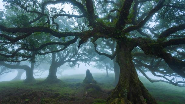 Ancient til trees in Fanal Forest, island of Madeira, Portugal (© Lukas Jonaitis/Shutterstock)