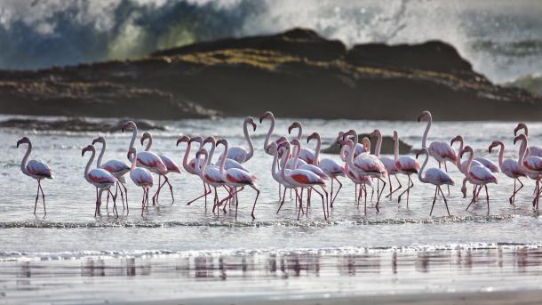 Greater flamingos, Lüderitz, Namibia (© Karine Aigner/TANDEM Stills + Motion)
