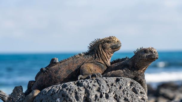 Marine iguanas, Galápagos Islands, Ecuador (© helovi/Getty Images)
