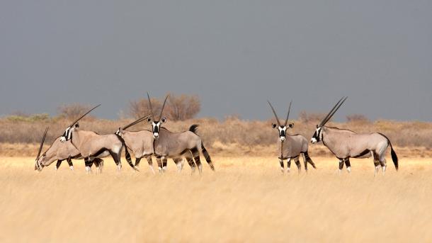 These antelopes are real gems
