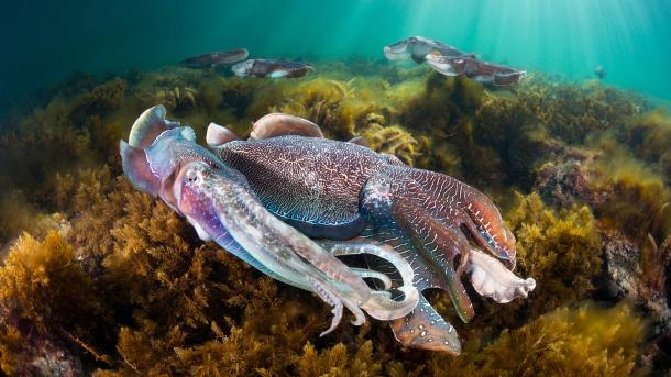Group of giant cuttlefish in Spencer Gulf, off Whyalla, South Australia (© Gary Bell/Minden Pictures)