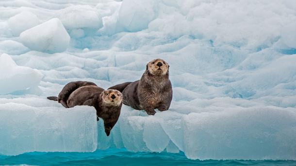Sea otters, Prince William Sound, Alaska, United States (© Gerald Corsi/Getty Images)