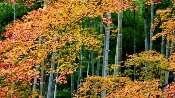 Colourful maple leaves and bamboo forest in Arashiyama, Kyoto, Japan (© DoctorEgg/Getty Images)