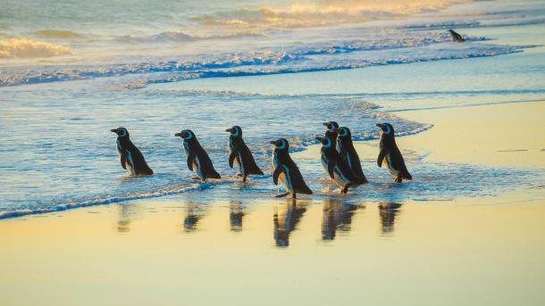 Magellanic penguins, Volunteer Point, Falkland Islands (© imageBROKER/Matthias Graben/Getty Images)