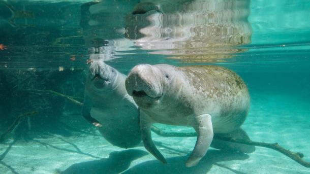 Mother manatee and calf, Crystal River, Florida, United States (© Gregory Sweeney/Getty Images)