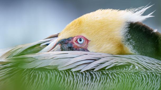 Brown pelican, San Diego, California, USA (© Arthur Morris/BIRDS AS ART/Getty Images)