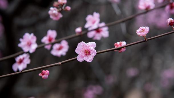 Plum blossoms, China (© zhikun sun/Getty Images)
