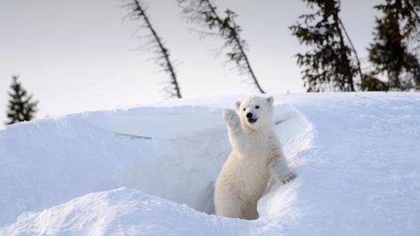 Polar bear cub, Churchill, Manitoba, Canada (© Eric Baccega/NPL/Minden Pictures)
