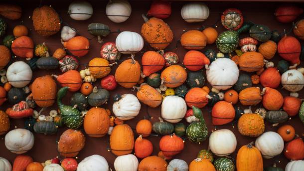 Different kinds of pumpkins and gourds (© davidfillion/Getty Images)