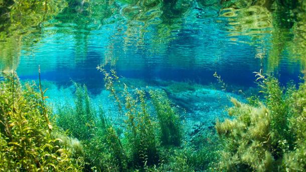 Rainbow River in Rainbow Springs State Park, Florida, United States (© Michel Roggo/Minden Pictures)