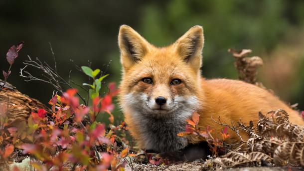Red fox, Canada (© RT-Images/Getty Images)