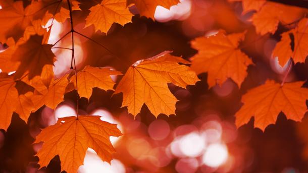 Red maple in fall, Canada (© LiuSol/Getty Images)