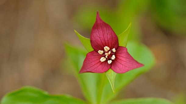 Three petals and three leaves