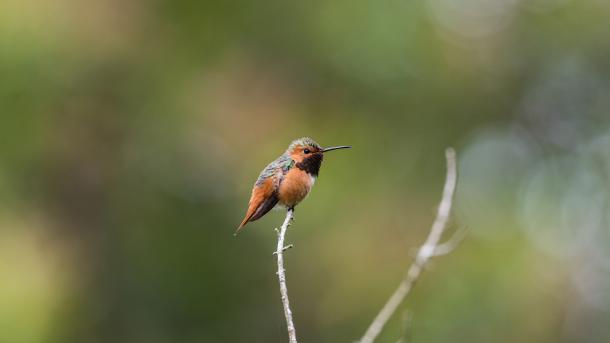 Rufous hummingbird, Golden Gate Park, San Francisco, California, United States (© jeremyborkat/Getty Images)