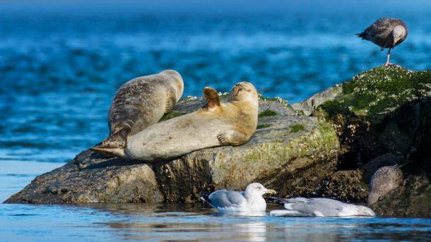 Harbour seals at Robert Moses State Park, Long Island, New York, United States (© Vicki Jauron, Babylon and Beyond Photography/Getty Images)