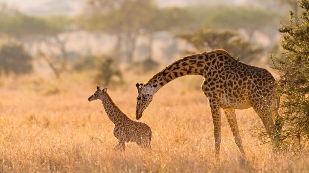 Masai giraffe mother grooming her calf in the Serengeti, Tanzania (© Alberto Cassani/Getty Images)