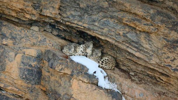 Snow leopard with her cubs, Spiti Valley, Cold Desert Biosphere Reserve, India (© Oriol Alamany/naturepl.com)