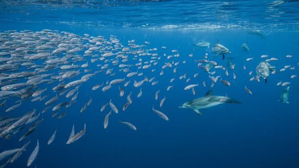 Atlantic spotted dolphins near Santa Maria Island, Azores, Portugal (© Jordi Chias/Minden Pictures)