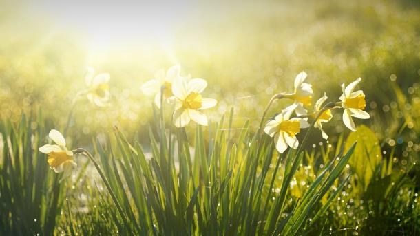 Spring daffodils glow in the morning (© LedyX/Shutterstock)