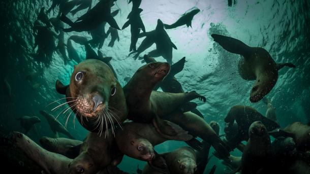 Steller sea lions, Vancouver Island, British Columbia (© Steve Woods Photography/Getty Images)