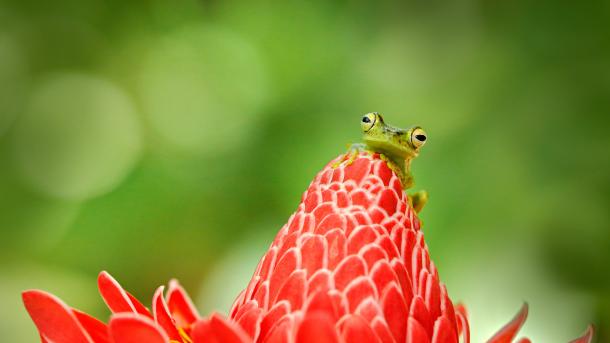 Tree frog, Costa Rica (© Ondrej Prosicky/Shutterstock)
