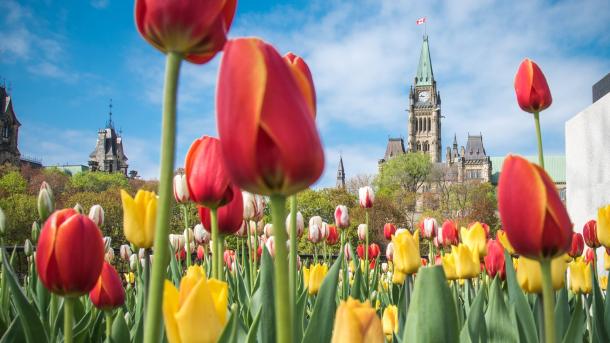 Canadian Tulip Festival in Ottawa (© Danielle Donders/Getty Images)