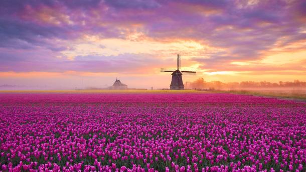 Tulips, Netherlands (© 1111IESPDJ/Getty Images)