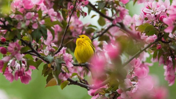 Yellow warbler in Canada (© mirceax/Getty Images)