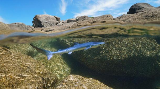 Young blue shark swimming off the coast of Galicia, Spain (© Damocean/Getty Images)
