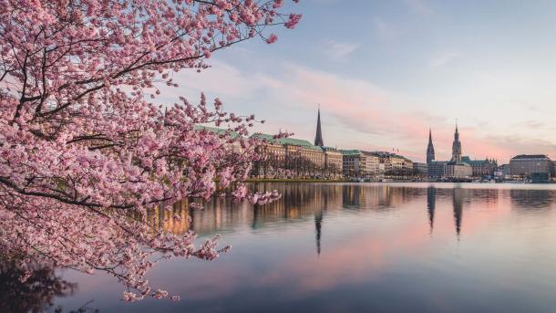 Kirschblüten am Ufer der Alster bei Sonnenuntergang, Hamburg (© Westend61/Getty Images)