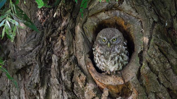 Steinkauz-Junges in einem Baumloch (© Bildagentur Zoonar GmbH/Alamy)